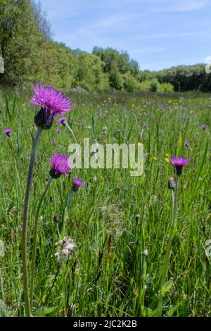 Wiesendisteln (Cirsium dissectum) blühen in einer feuchten Wiese, Kenfig NNR, Glamorgan, Wales, Vereinigtes Königreich, Juni. Stockfoto