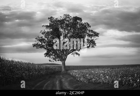 Eine einstehende Eiche, die in der Mitte eines Feldes steht, das ein Sojabohnenfeld teilt, und ein Maisfeld mit einem bewölkten Himmel im Hintergrund, Fall, Pennsylvania Stockfoto