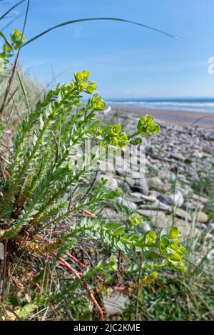 Seeteufer (Eforbia paralias) blüht auf Küstensanddünen direkt über der Uferlinie, Kenfig NNR, Glamorgan, Wales, Vereinigtes Königreich, Juni. Stockfoto