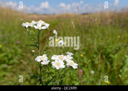 Sneezewort (Achillea ptarmica) blüht in einer Küstensanddüne, Kenfig NNR, Glamorgan, Wales, Vereinigtes Königreich, Juli. Stockfoto