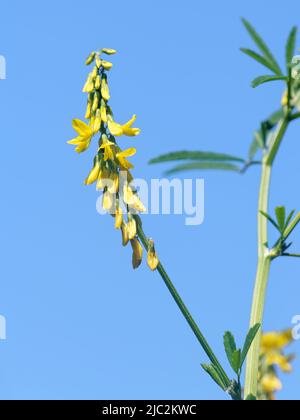 Großer oder goldener Melilot (Melilotus altissimus), der auf sumpfigem Boden blüht, Kenfig NNR, Glamorgan, Wales, Vereinigtes Königreich, Juli. Stockfoto