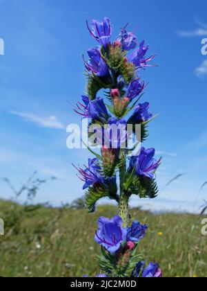 Viper’s bugloss (Echium vulgare) blüht auf Küstensanddünen, Kenfig NNR, Glamorgan, Wales, Großbritannien, Juni. Stockfoto