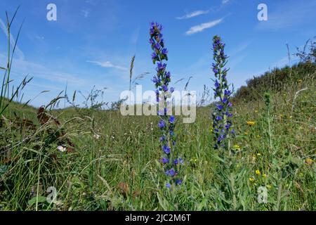 Viper’s bugloss (Echium vulgare) blüht auf Küstensanddünen, Kenfig NNR, Glamorgan, Wales, Großbritannien, Juni. Stockfoto