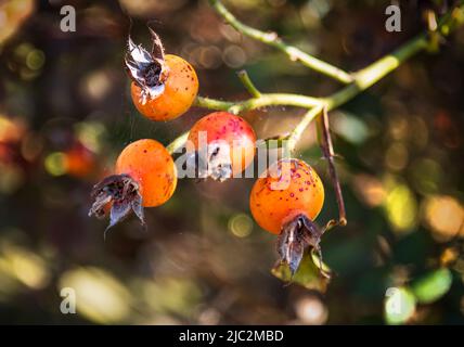 Ein Haufen rot gesprenkelt orange glatt gehäutet Hagebutten in einem Rosenbusch mit der Sonne scheint auf sie im Frühjahr, Sommer, und Herbst, Pennsylvania Stockfoto