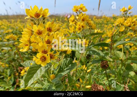 Gelbblutstreif (Lysimachia vulgaris) blüht in einer sumpfigen Dünenlandschaft, Kenfig NNR, Glamorgan, Wales, Vereinigtes Königreich, Juli. Stockfoto