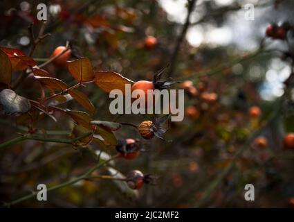 Ein Haufen rot gesprenkelt orange glatt gehäutet Hagebutten in einem Rosenbusch mit der Sonne scheint auf sie im Frühjahr, Sommer, und Herbst, Pennsylvania Stockfoto