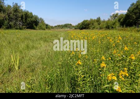 Gelbblut (Lysimachia vulgaris) steht auf einer feuchten Wiese, Kenfig NNR, Glamorgan, Wales, Vereinigtes Königreich, Juli. Stockfoto