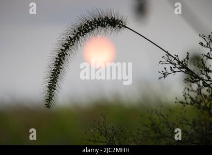 Eine Silhouette eines Grashalses, der im Vordergrund über einer orangefarbenen Sonne im Hintergrund zum Samen gegangen ist Stockfoto