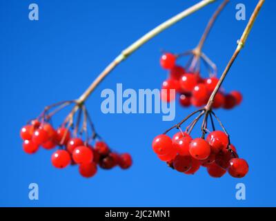 Rote Beeren auf blauem Hintergrund. Ein Zweig mit reifen Viburnum-Beeren vor einem klaren blauen Himmel, Nahaufnahme. Ein Bund von Viburnum-Beeren. Stockfoto