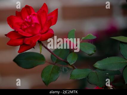 Im Frühling, Sommer oder Herbst, Lancaster County, Pennsylvania, blühte eine einzelne rote Rose auf einem grünen Ast vor einer Ziegelmauer Stockfoto