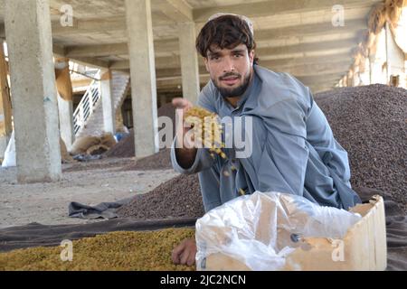 Kandahar, Afghanistan. 9.. Juni 2022. Ein Mann zeigt Rosinen auf einem Markt in Kandahar, Afghanistan, 9. Juni 2022. DAZU: 'Afghanistans südliche Provinz Kandahar exportiert Rosinen im Wert von 96 Mio. USD' Credit: Argand/Xinhua/Alamy Live News Stockfoto