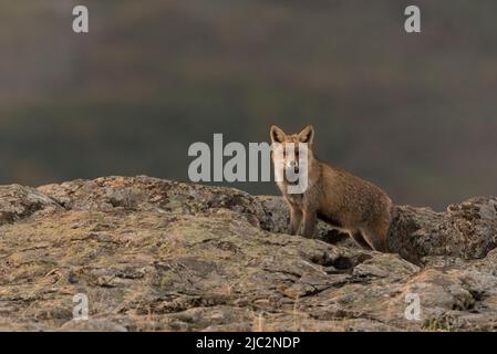 Ein Rotfuchs (Vulpes vulpes) auf Alarm aus ihrem Jagdgebiet - Stockfoto Stockfoto