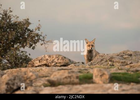 Ein Rotfuchs (Vulpes vulpes) auf Alarm aus ihrem Jagdgebiet - Stockfoto Stockfoto