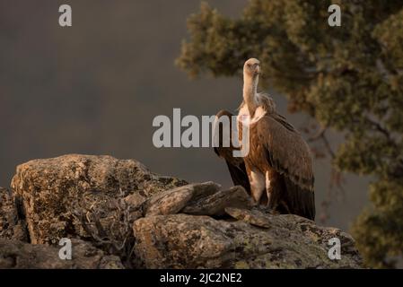 Gänsegeier (Gyps fulvus) Buitre Leonado auf einem Felsen, Spanien Stockfoto