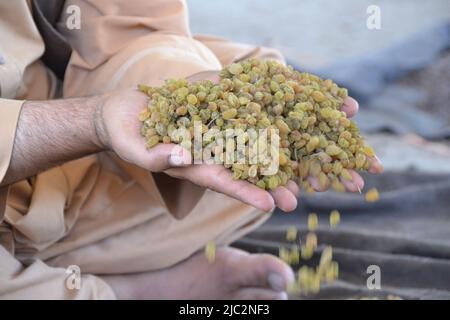 Kandahar. 9.. Juni 2022. Das Foto vom 9. Juni 2022 zeigt Rosinen auf einem Markt in Kandahar, Afghanistan. DAZU: 'Afghanistans südliche Provinz Kandahar exportiert Rosinen im Wert von 96 Mio. USD' Credit: Argand/Xinhua/Alamy Live News Stockfoto