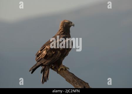 Goldener Adler. (Aquila chysaetos) auf einem Baum, gegen eine Bergkette - Stock-Foto Stockfoto