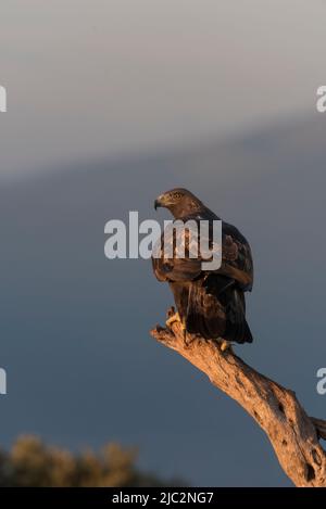Goldener Adler. (Aquila chysaetos) auf einem Baum, gegen eine Bergkette - Stock-Foto Stockfoto