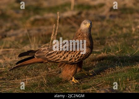 Porträt des Roten Drachen (Milvus milvus) in spanien - Stock Foto Stockfoto