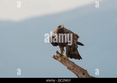 Goldener Adler. (Aquila chysaetos) auf einem Baum, gegen eine Bergkette - Stock-Foto Stockfoto