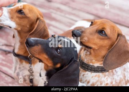 Drei Zwergdachshunde mit aufgespickten Gesichtern. Hochwertige Fotos Stockfoto