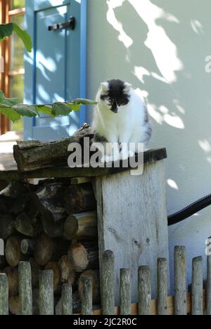 Schwarz-weiße Katze sitzt auf einem Holzhaufen Stockfoto