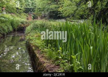 Blick über den Molenbeek-Bach und die wachsenden Pflanzen im Park, Jette, Belgien Stockfoto