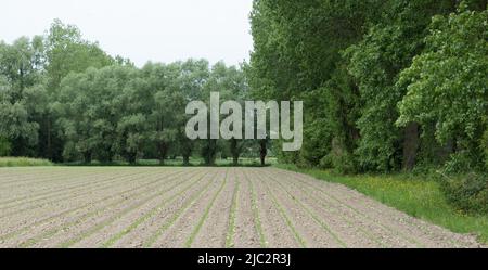 Lebbeke, Flandern Region, Belgien - 05 25 2020 Extra großer Panoramablick über die flämische Landschaft und die landwirtschaftlichen Felder rund um Lebbeke Stockfoto