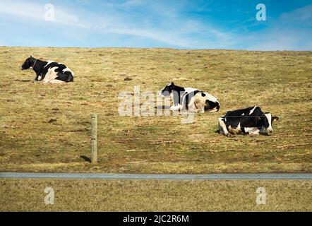 Drei schwarze und weiße Kühe liegen auf der Seite eines grasbewachsenen Hügels mit einem blauen Himmel darüber und einem Pfad vor ihnen Stockfoto