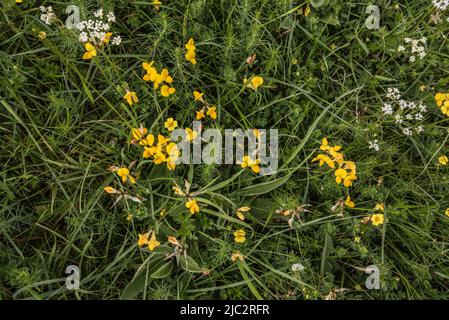 Lotus Corniculatus oder Vogelfußtrefoil ist eine blühende Pflanze in der Familie der Erbsengewächse und häufig im Grasland zu finden. Stockfoto