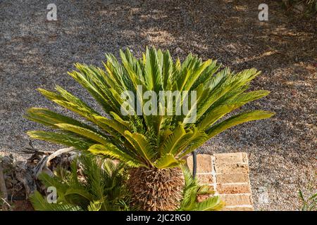 Cycas revoluta Sago Palme Nahaufnahme im Hausgarten Stockfoto