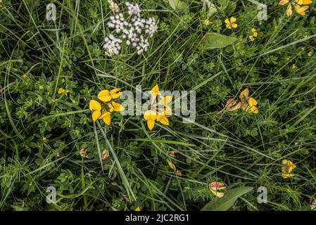 Lotus Corniculatus oder Vogelfußtrefoil ist eine blühende Pflanze in der Familie der Erbsengewächse und häufig im Grasland zu finden. Stockfoto