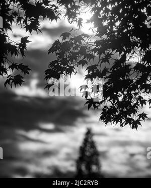 Schwarz-weiß getrübter Himmel mit Sonnenlicht, das durch japanischen Ahorn, Acer Palmatum, Blätter im Frühjahr, Sommer, Lancaster County, Pennsylvania strömt Stockfoto