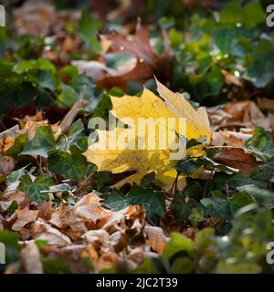 Ein gelbes Ahornblatt, Acer saccharum, liegt in der Sonne auf dem Boden Stockfoto