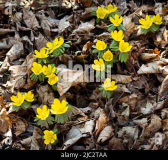 Gelbe Winterakonitblüten, Eranthis hyemalis, die im Winter oder Frühjahr aus toten getrockneten Blättern stochen, Lancaster, Pennsylvania Stockfoto