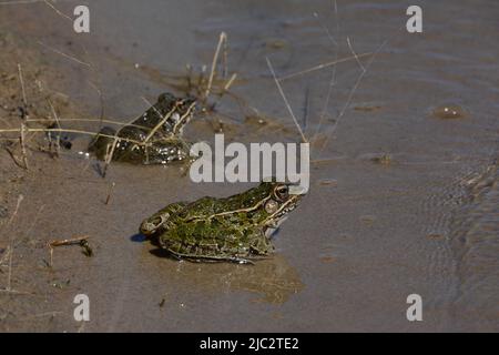 Plains Leopard Frog (Lithobates blairi) aus Stafford County, Kansas, USA. Stockfoto