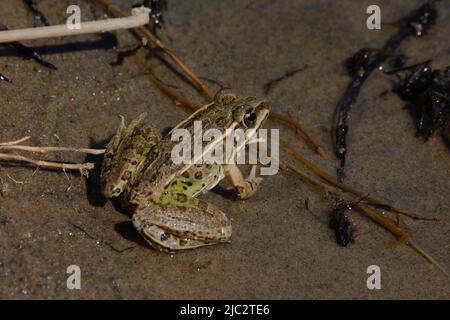 Plains Leopard Frog (Lithobates blairi) aus Stafford County, Kansas, USA. Stockfoto