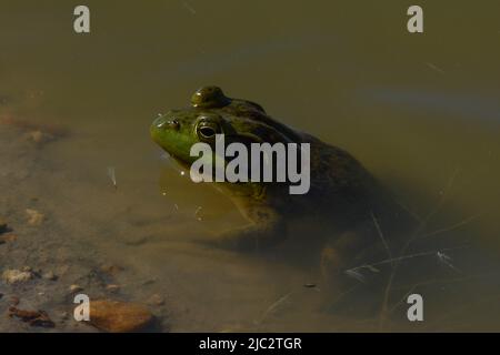 American Bullfrog (Lithobates catesbeianus) aus Stafford County, Kansas, USA. Stockfoto