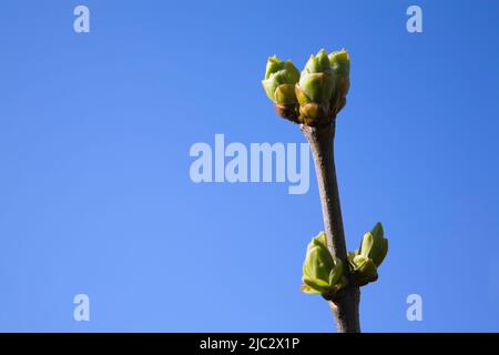 Nahaufnahme von Syringa vulgaris - Lilac-Ast mit Knospen gegen den blauen Himmel im Frühjahr. Stockfoto