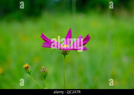 Dies ist eine Blume, die ich im Atchafalaya Basin in Louisiana gefunden habe. Diese Blume ist bekannt als Cosmos, Garden cosmos, Mexican-Aster, Mexican Aster, Annual CO Stockfoto