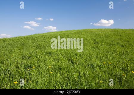 Hohes grünes Grasfeld und blauer Himmel mit Kumuluswolken im Frühling. Stockfoto