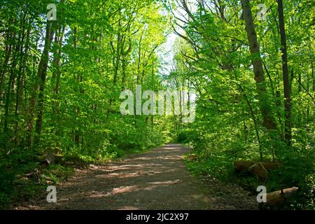 Naturlehrpfad in der Nähe von Hemlock Falls im South Mountain Reservation in EssexCounty, New Jersey -01 Stockfoto