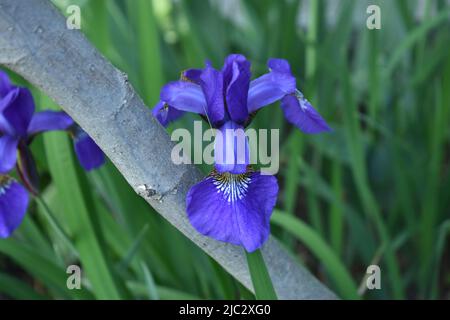 Große dunkelblaue sibirische Iris blüht an einem sonnigen Tag -02 auf einem verschwommenen dunkelgrünen Hintergrund Stockfoto
