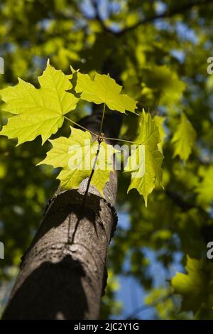 Nahaufnahme der Hintergrundbeleuchtung Acer - Ahorn Baum Blätter im Frühjahr. Stockfoto