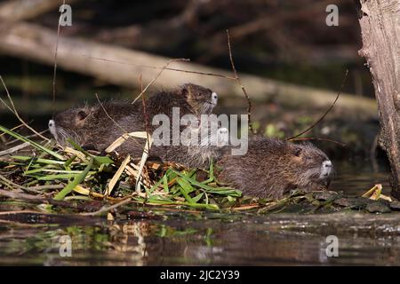 Die Gruppe der jungen Nährstoffe auf einer Insel des Schilfs im Fluss Stockfoto