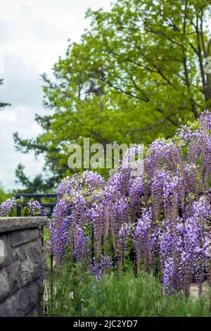 Royal Botanical Gardens Hendrie Park in Burlington, Ontario, Kanada Stockfoto