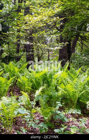 Royal Botanical Gardens Hendrie Park in Burlington, Ontario, Kanada Stockfoto