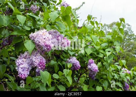 Royal Botanical Gardens Hendrie Park in Burlington, Ontario, Kanada Stockfoto