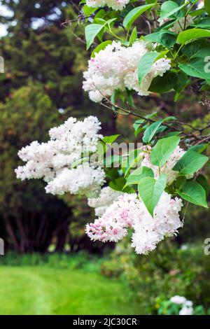 Royal Botanical Gardens Hendrie Park in Burlington, Ontario, Kanada Stockfoto