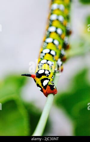 Raupe mit Hainenwurm. Stockfoto