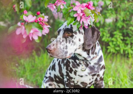 Schönes dalmatinisches Hundeportrait von einem blühenden Apfelbaum. Netter Hund sitzt unter dem Baum. Der Welpe läuft im Garten, im Freien. Stockfoto